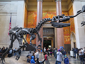 Museum of Natural History2